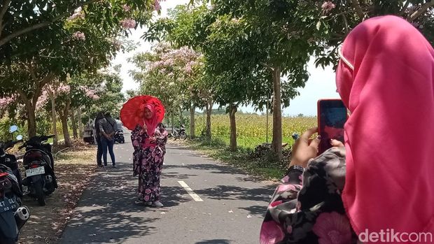 Bunga Tabebuya di jalan Desa Soropaten, Kecamatan Karanganom diserbu warga, Rabu (2/10/2024).