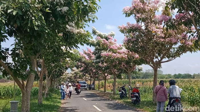 Bunga Tabebuya di jalan Desa Soropaten, Kecamatan Karanganom diserbu warga, Rabu (2/10/2024).
