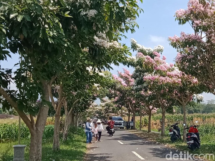 Bunga Tabebuya di jalan Desa Soropaten, Kecamatan Karanganom diserbu warga, Rabu (2/10/2024).