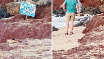 Para Turis Mengabaikan Tanda Jarak Kura-kura yang Terdampar di Hawaii Foto: Demilked