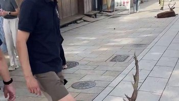 Seorang turis China menendang rusa seperti bola sepak. Akhirnya penduduk setempat mengusirnya dari Taman Nara di Jepang. Foto: Demilked
