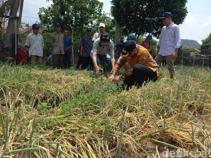 Hasil panen bawang merah Ayub Darmanto di Desa Cikalahang Cirebon
