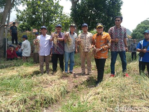 Hasil panen bawang merah Ayub Darmanto di Desa Cikalahang Cirebon