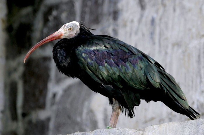 Ibis botak utara Ibis botak utara