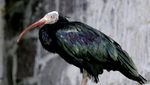 Potret Burung Paling Langka di Dunia Dapat Diselamatkan