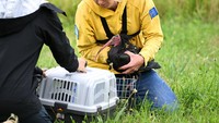 Beberapa orang beranggapan bahwa foto pada abad ke-16 yang memperlihatkan bulu ibis botak utara yang berkilauan dan paruhnya yang panjang dan melengkung adalah hasil imajinasi.