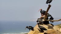 Burung ini bernama ibis botak utara. Ia telah kembali dari tepi jurang, dari hampir hilang dari peredaran.