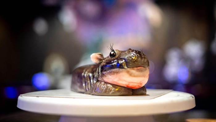 Moo Deng cakes (cakes in the shape of the pygmy hippo who has recently become a viral internet sensation) are displayed at the Vetmon Cafe (Magic Cafe) in Bangkok, Thailand, September 25, 2024. REUTERS/Athit Perawongmetha