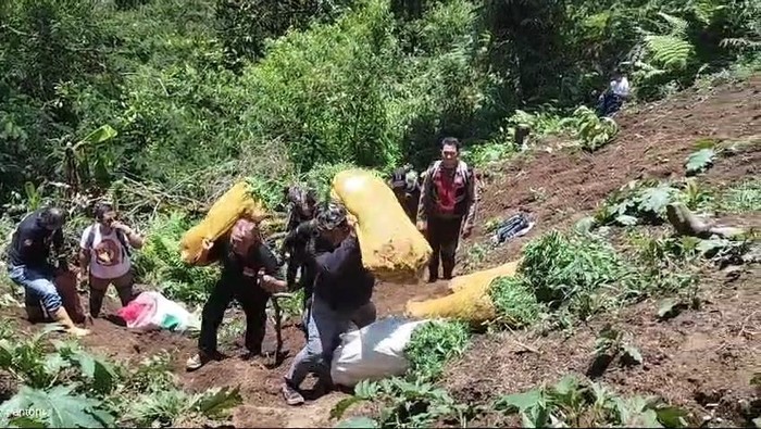 Ladang ganja di lereng Semeru kembali ditemukan di 5 titik