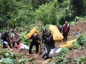 Video: Penampakan 5 Titik Ladang Ganja di Taman Nasional Bromo