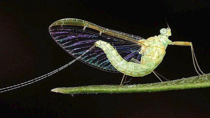 Lalat capung (ordo Ephemeroptera) yang ditemukan di tanaman Oleander (Italia).