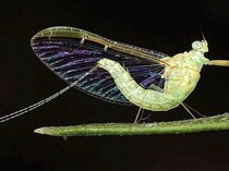 10 Hewan Paling Panjang dan Pendek Usianya, Ada yang Hidupnya Cuma Sehari