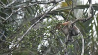 Wisatawan dapat melihat secara langsung populasi satwa primata endemik asli Kalimantan, yakni sekitar 400 ekor Bekantan yang terancam punah menurut data dari Uni Internasional untuk Konservasi Alam (IUCN).