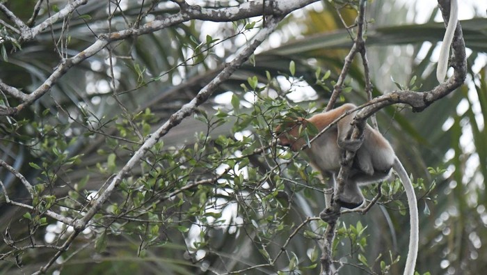 Seekor Bekantan (Nasalis larvatus) bertengger di dahan pohon mangrove di kawasan ekowisata Sungai Hitam Lestari di Samboja, Kutai Kartanegara, Kalimantan Timur, Selasa (1/10/2024). Ekowisata yang dikelola Kelompok Sadar Wisata (Pokdarwis) menawarkan kegiatan utama berupa susur sungai sepanjang 2,5 kilometer untuk melihat secara langsung populasi satwa primata endemik asli Kalimantan, yakni sekitar 400 ekor Bekantan yang terancam punah menurut data dari Uni Internasional untuk Konservasi Alam (IUCN). ANTARA FOTO/M Risyal Hidayat