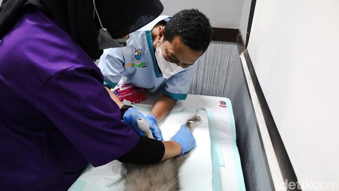 Pelaksanaan vaksinasi rabies dan kebiri kucing di Cimahi
