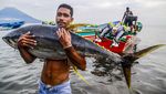 Penampakan Ikan Tuna Kualitas Ekspor Tangkapan Nelayan di Ternate