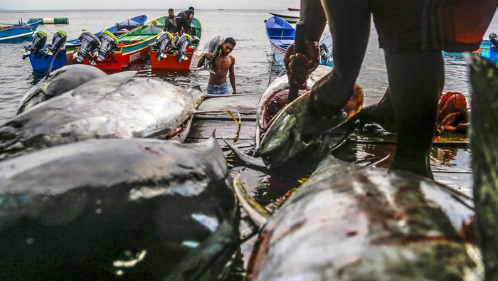 Pekerja mengangkat ikan tuna sirip kuning di Pengakalan ikan tuna, Kelurahan Jambula,Ternate, Maluku Utara, Selasa (1/10/2024). Menurut Koperasi Bubula Ma Cahaya kelompok nelayan skala kecil di daerah tersebut dapat menangkap ikan tuna kualitas ekspor sebanyak 329 ekor per bulan yang nantinya akan di ekspor ke beberapa negara seperti Vietnam, Thailand, Amerika, Singapura, Korea dan Malaysia. ANTARA FOTO/Andri Saputra/agr