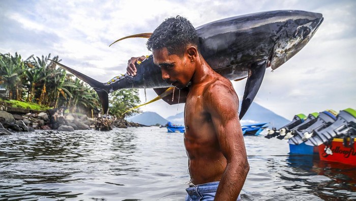Pekerja mengangkat ikan tuna sirip kuning di Pengakalan ikan tuna, Kelurahan Jambula,Ternate, Maluku Utara, Selasa (1/10/2024). Menurut Koperasi Bubula Ma Cahaya kelompok nelayan skala kecil di daerah tersebut dapat menangkap ikan tuna kualitas ekspor sebanyak 329 ekor per bulan yang nantinya akan di ekspor ke beberapa negara seperti Vietnam, Thailand, Amerika, Singapura, Korea dan Malaysia. ANTARA FOTO/Andri Saputra/agr