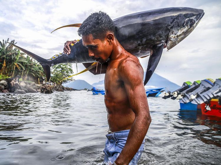 Penampakan Ikan Tuna Kualitas Ekspor Tangkapan Nelayan di Ternate