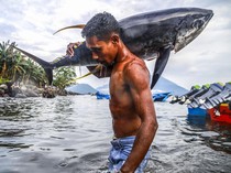 Penampakan Ikan Tuna Kualitas Ekspor Tangkapan Nelayan di Ternate