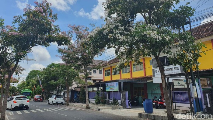 Penampakan mekarnya tabebuya di jalanan Wonosari, Gunungkidul, Rabu (2/10/2024).
