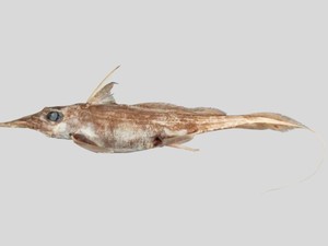 Penemuan Spesies Baru Hiu Hantu yang Hidup di Laut Dalam, Diberi Nama Ini