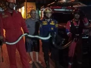 Hii... Ular Masuk Warung Makan di Bogor Sampai Bikin Warga Ketakutan