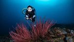 Foto: Adu Gaya Artis Indonesia Saat Diving, Mana Favoritmu?