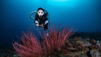 Gisella Anastasia juga pernah membagikan momennya saat diving di perairan Bolaang Mongondow Selatan (Bolsel), Sulawesi Utara.  (Gisella Anastasia/Instagram)