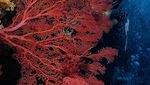 Foto: Adu Gaya Artis Indonesia Saat Diving, Mana Favoritmu?