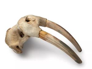Tes DNA Ungkap Orang Norse Sudah Tiba di Amerika Sebelum Colombus, Untuk Apa?