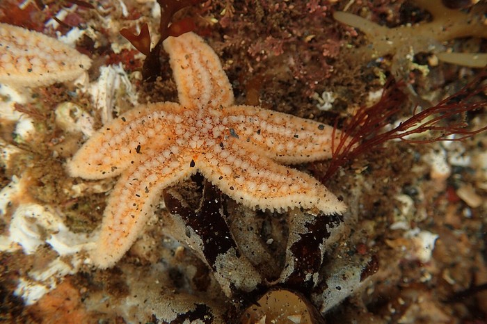 Bintang laut Eropa  Asterias rubens.