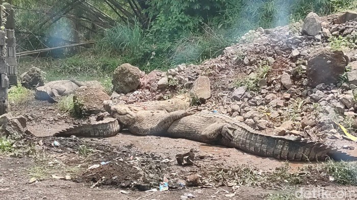 Buaya lepas dari penangkaran berhasil ditangkap