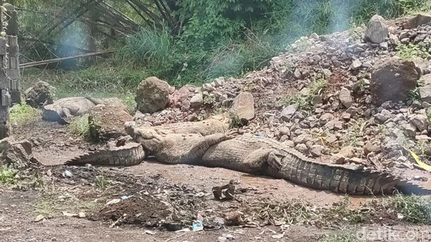 Buaya lepas dari penangkaran berhasil ditangkap