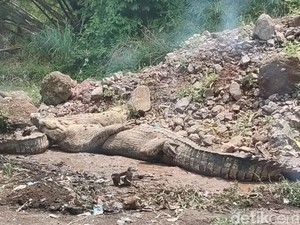 Nasib 5 Buaya Kabur di Cianjur yang Berhasil Dievakuasi