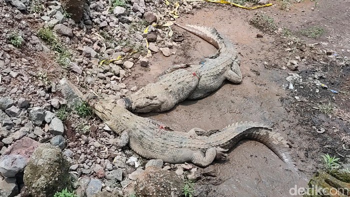 Buaya lepas dari penangkaran berhasil ditangkap