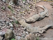 24 Personel Damkar Dikerahkan Cari Buaya Kabur di Cianjur