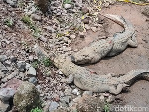 Kronik Jebolnya Kandang 80 Buaya yang Bikin Suasana Mencekam
