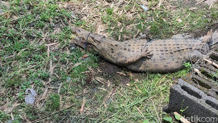 Buaya yang lepas dari penangkaran di Cianjur