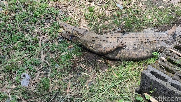Buaya yang lepas dari penangkaran di Cianjur