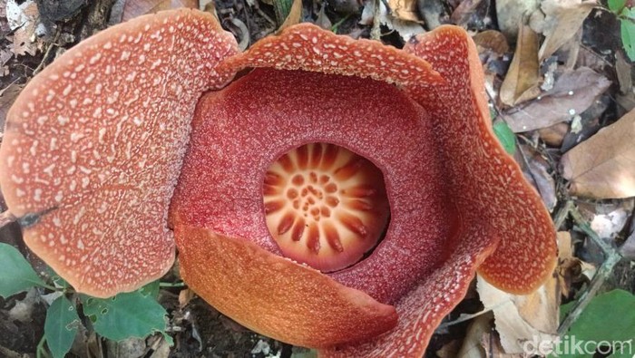 Bunga Raflesia Padma di TWA Pangandaran yang mulai mekar