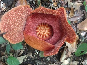 Pesona Bunga Rafflesia yang Semakin Memudar di Pangandaran