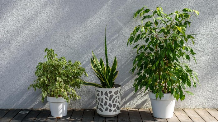 Pots with home plants on terrace outside with sun shining