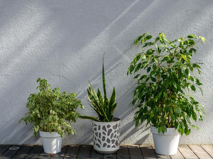 Pots with home plants on terrace outside with sun shining