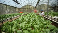 Green house ini dikelola oleh Unit Pengelola Rumah Rusun (UPRS) II Marunda yang memiliki 12 rak tanaman hidroponik dengan total 6.156 lubang.