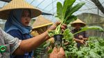 Intip Panen Sawi Hijau Hidroponik di Green House Rusun Marunda