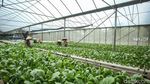 Intip Panen Sawi Hijau Hidroponik di Green House Rusun Marunda