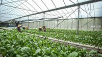 Media hidroponik ini memiliki luas 800 meter persegi dan mampu memproduksi sayur hingga 40 kilogram sekali panen.  