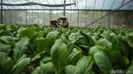 Intip Panen Sawi Hijau Hidroponik di Green House Rusun Marunda