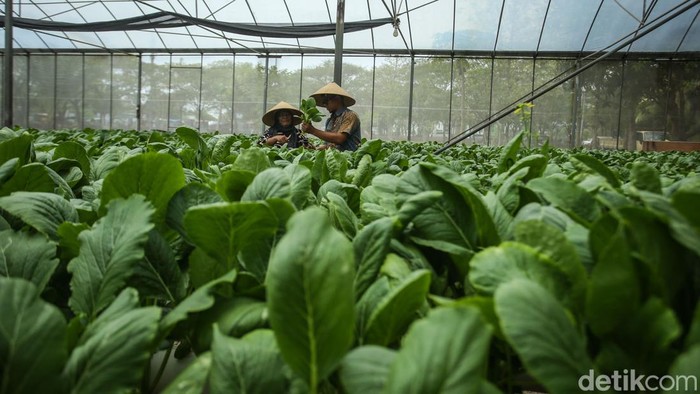Green House Cesim di Rusun Marunda, Jakut ini memiliki luas 800 meter persegi. Biasanya green house ini mampu memproduksi sayur hingga 40 kilogram sekali panen.